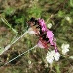 Dianthus andrzejowskianus