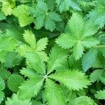 Potentilla thurberi Leaf