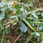 Gymnema sylvestre Frukto