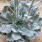 Echeveria shaviana عادت داشتن