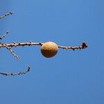 Dimocarpus longan Fruit