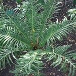 Blechnum brasiliense Листок