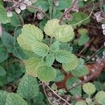 Scutellaria albida 葉
