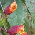 Thunbergia coccinea