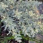 Artemisia ludoviciana Blad