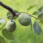 Sclerocarya birrea Плод