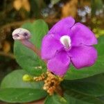 Brunfelsia grandiflora Flower