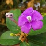 Brunfelsia grandiflora Kvet