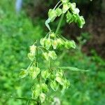 Rumex crispus Frutto