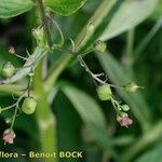 Scrophularia oblongifolia ফল