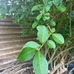 Ligustrum ovalifoliumLeaf