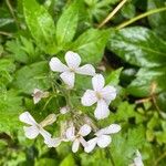 Hesperis matronalisCvet