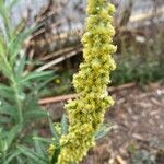 Artemisia douglasiana Bloem