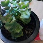 Crassula perforata Folha