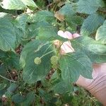 Cephalanthus occidentalis Leaf