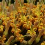 Parsonsia edulis Hábito