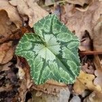 Cyclamen hederifoliumFoglia