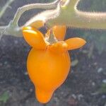 Solanum mammosum Vrucht