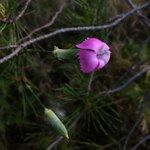 Dianthus arrostoi Blüte