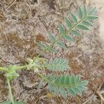 Astragalus sinaicus Blatt