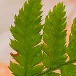 Dryopteris carthusiana برگ