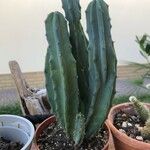 Myrtillocactus geometrizans 叶