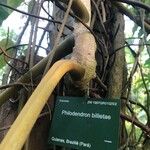 Philodendron billietiae Bark