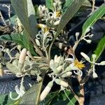Styrax argenteus Flower
