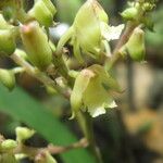 Polystachya odorata Flower