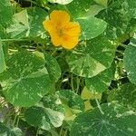 Tropaeolum minus Leaf