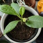 Plumeria obtusa Leaf