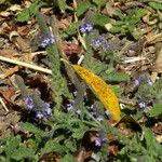 Verbena lasiostachys Yeri