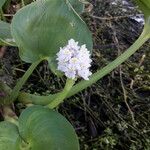 Pontederia rotundifolia Агульны выгляд