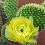 Opuntia polyacanthaFlower