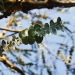 Eucalyptus pulverulenta Blad