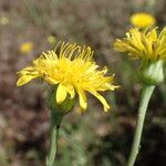 Hypochaeris radicata Blüte