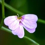 Gypsophila vaccaria Blüte