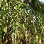 Cupressus nootkatensis Folha