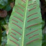 Asplenium scolopendriumPlod