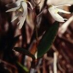 Dendrobium aemulum Flower