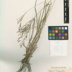 Panicum poioides Otro