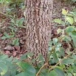 Xylopia aromatica 樹皮