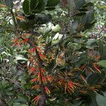 Psittacanthus rhynchanthus Flower