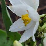 Chlorophytum tuberosum Fiore