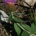 Centaurea jordaniana 花