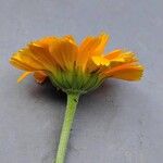 Calendula stellata Blüte