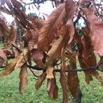 Quercus castaneifolia Blad