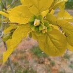 Diospyros kaki फूल