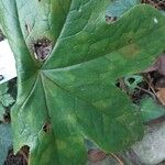 Podophyllum peltatum Lapas