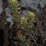 Castilleja mollis Habit